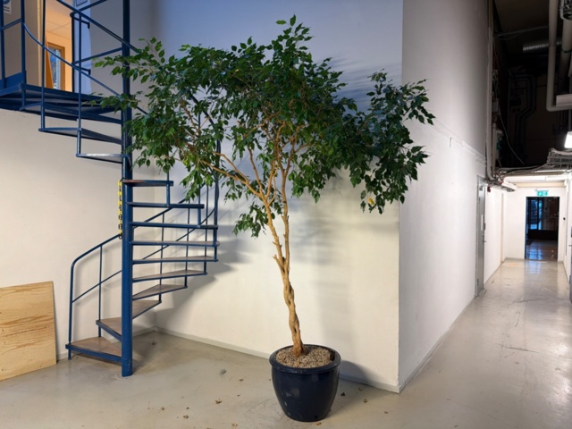 1443571-1 Växter, 3 st, 2,5-3,5 meter höga