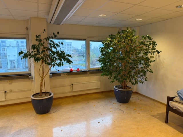 1443571-2 Växter, 3 st, 2,5-3,5 meter höga