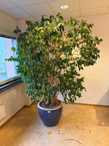 1443571-3 Växter, 3 st, 2,5-3,5 meter höga