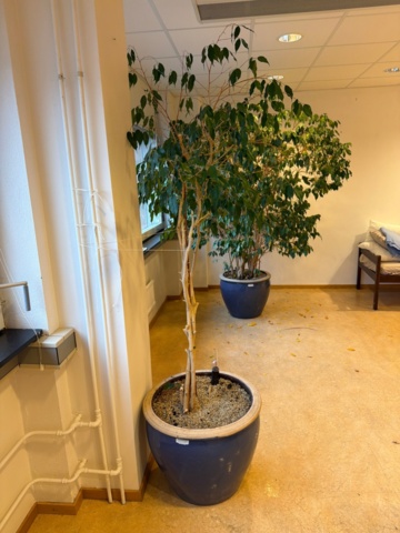 1443571-4 Växter, 3 st, 2,5-3,5 meter höga