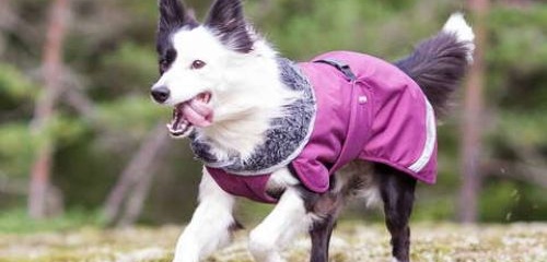 Bild som representerar auktionen - Avyttring hundartiklar