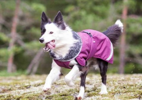 Bild som representerar auktionen - Avyttring hundartiklar