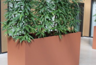 1501653 Två stora blomkrukor Dalhem med levande växt H: 2 m