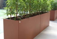 1501654 Två stora blomkrukor Dalhem med levande växt H: 2 m