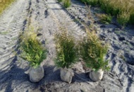 1517149 3200 pcs Thuja Brabant 80–100 cm – clump-grown hedge plants, truck deal for retailers