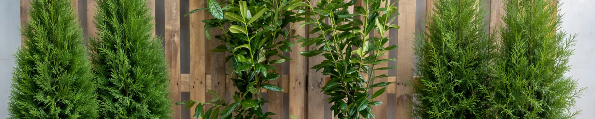 Bild som representerar auktionen - Vårens stora auktion med häckplantor - Frakt ingår