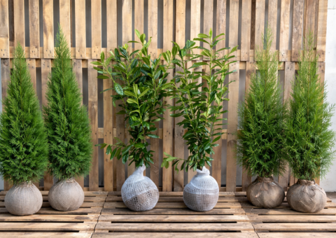 Vårens stora auktion med häckplantor - Frakt ingår